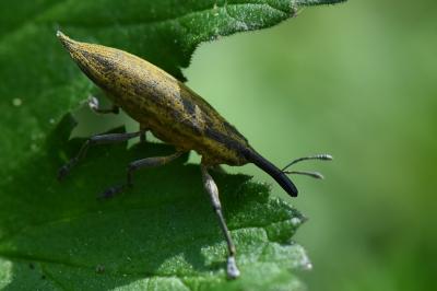 <i>Lixus iridis</i>