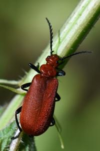 <i>Pyrochroa serraticornis</i>