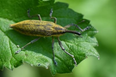 Lixus iridis