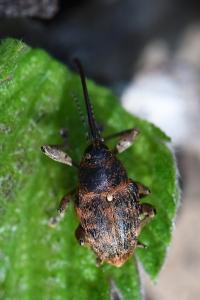 <i>Curculio glandium</i>