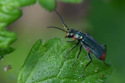 <i>Malachius bipustulatus</i>