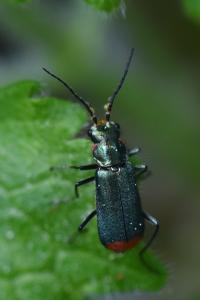 <i>Malachius bipustulatus</i>