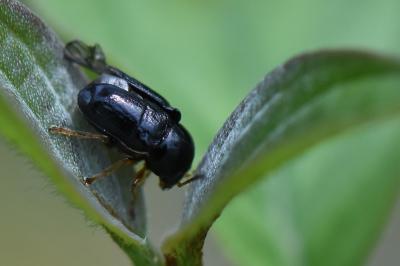 <i>Cryptocephalus</i>