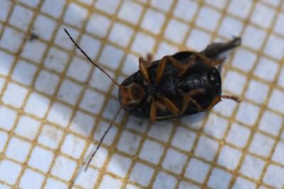 <i>Cryptocephalus</i>