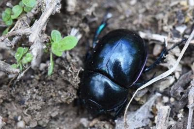 <i>Trypocopris pyrenaeus</i>