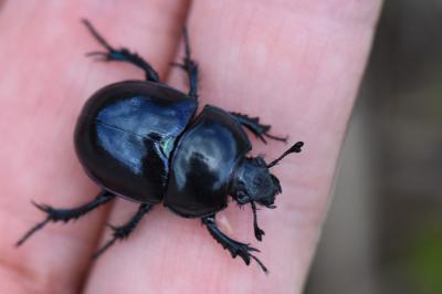 <i>Trypocopris pyrenaeus</i>