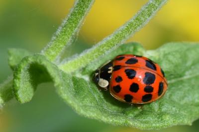 <i>Harmonia axyridis</i>