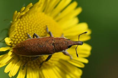 <i>Lixus ochraceus</i>