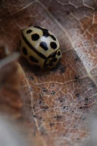 <i>Tytthaspis sedecimpunctata</i>