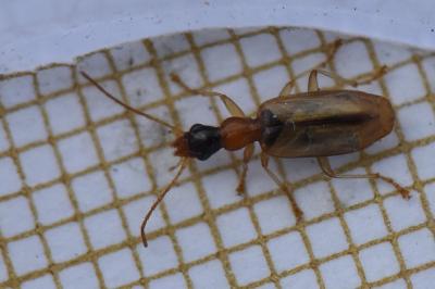 <i>Demetrias atricapillus</i>
