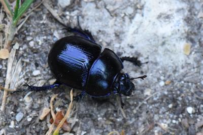 <i>Anoplotrupes stercorosus</i>