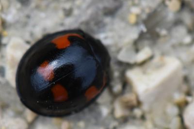 <i>Exochomus quadripustulatus</i>