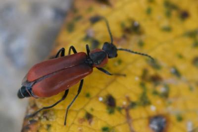 <i>Anthocomus rufus</i>