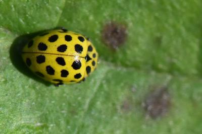 <i>Psyllobora vigintiduopunctata</i>