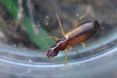 <i>Paradromius linearis</i>