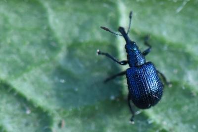 <i>Involvulus caeruleus</i>