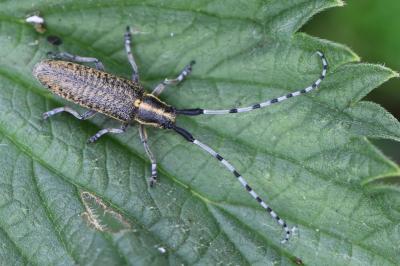 <i>Agapanthia villosoviridescens</i>