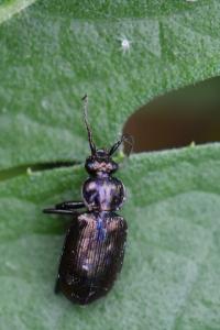 <i>Loricera pilicornis</i>