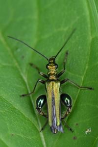 <i>Oedemera nobilis</i>