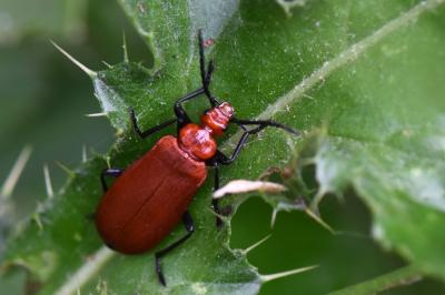 <i>Pyrochroa serraticornis</i>