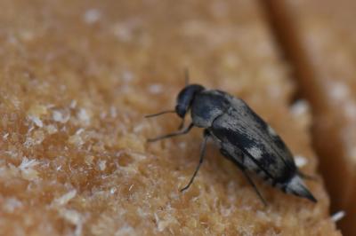 Tomoxia bucephala