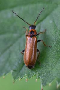 <i>Rhagonycha nigriventris</i>