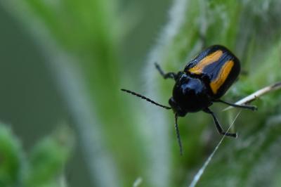 <i>Cryptocephalus vittatus</i>