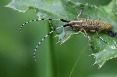 Agapanthia villosoviridescens