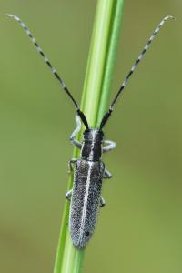 <i>Agapanthia cardui</i>