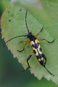 <i>Rutpela maculata</i>