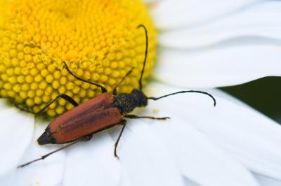 <i>Anastrangalia dubia</i>