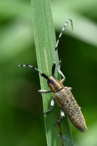 <i>Agapanthia villosoviridescens</i>