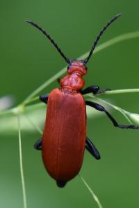 <i>Pyrochroa serraticornis</i>