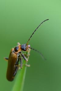 <i>Rhagonycha nigriventris</i>