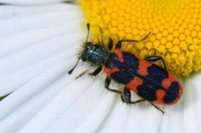 <i>Trichodes alvearius</i>
