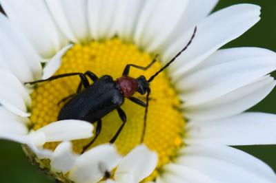 Dinoptera collaris