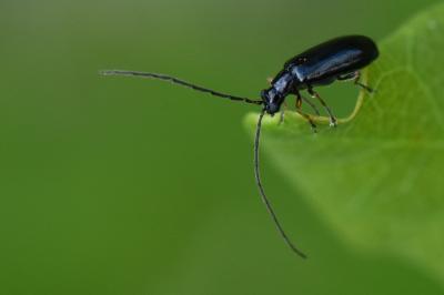<i>Luperus longicornis</i>