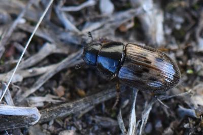 <i>Nimbus contaminatus</i>
