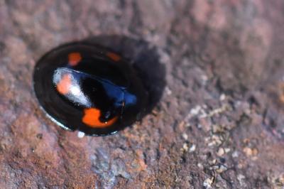 <i>Exochomus quadripustulatus</i>