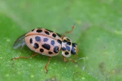<i>Anisosticta novemdecimpunctata</i>