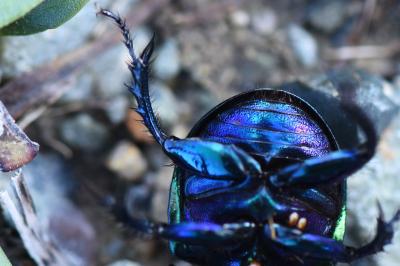 <i>Trypocopris pyrenaeus</i>