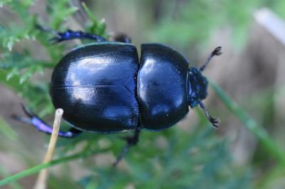 <i>Trypocopris pyrenaeus</i>