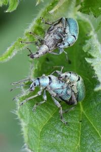 <i>Phyllobius pomaceus</i>