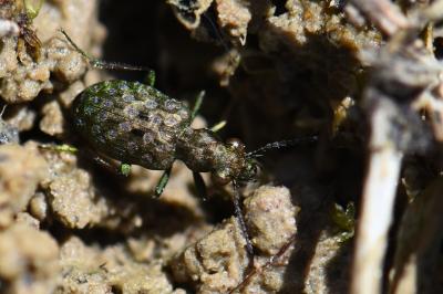<i>Elaphrus riparius</i>