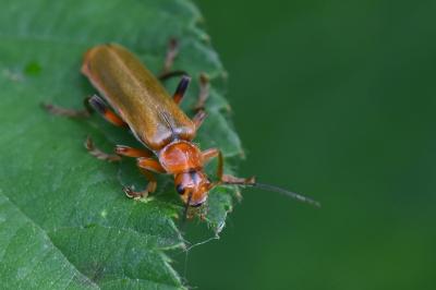 <i>Cantharis livida</i>