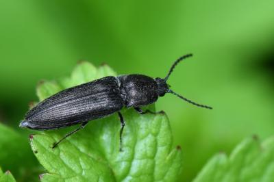 <i>Cidnopus pilosus</i>