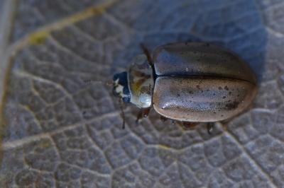 <i>Aphidecta obliterata</i>
