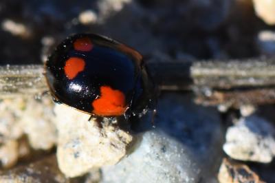 <i>Adalia bipunctata</i>