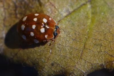 <i>Calvia quatuordecimguttata</i>