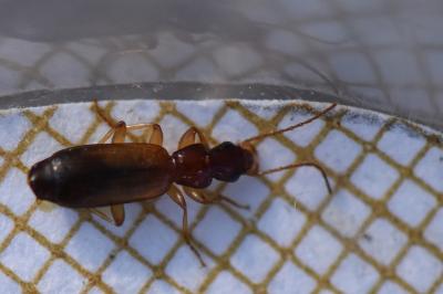 <i>Paradromius linearis</i>
